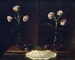 Tulipani